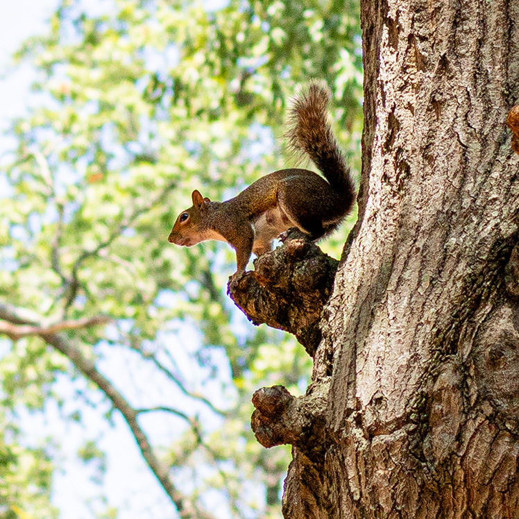 A squirrel perched on a tree knob.