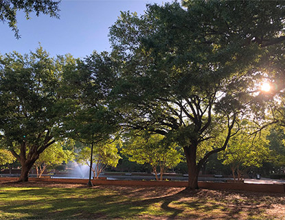 Beautiful oak trees along a low brick wall with sunlight shining through.