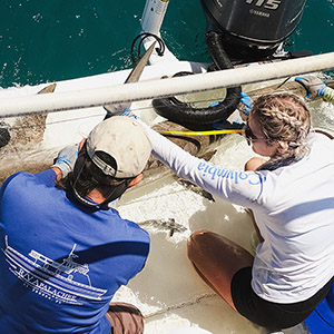 Two people measuring a shark on a boat