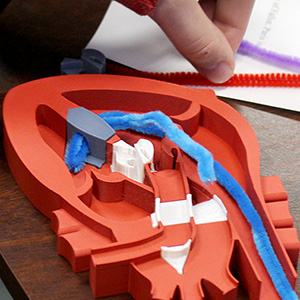 A nursing student practices with a 3D-printed heart