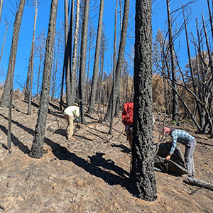 Three scientists collect soil samples on a hillside of an area affected by wildfires.